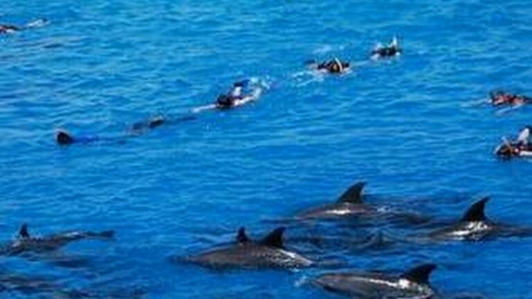 Dolphin House Hurghada + snorkeling